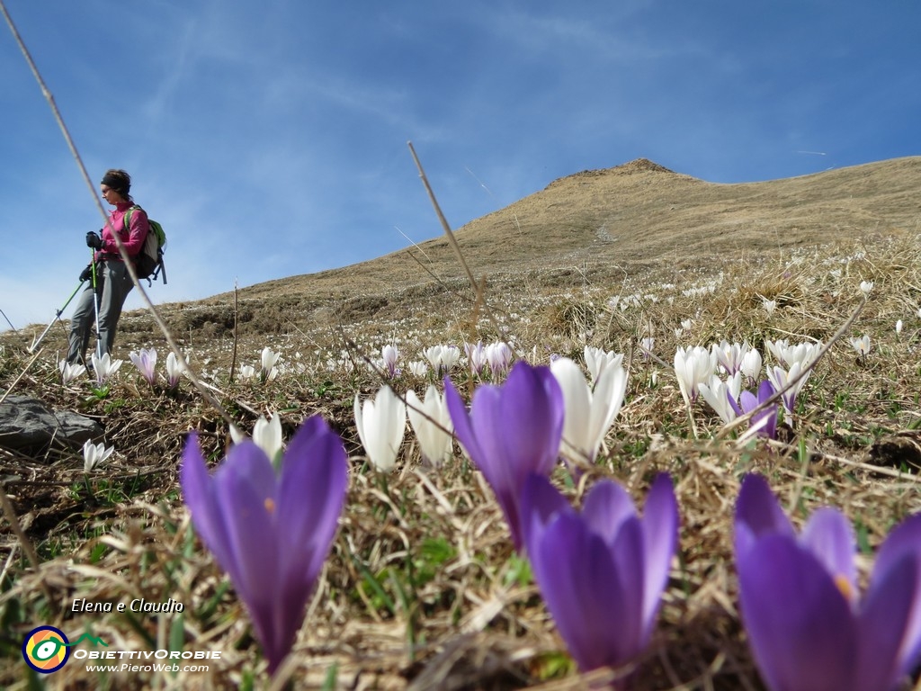 28 ...piantagione di crocus.JPG